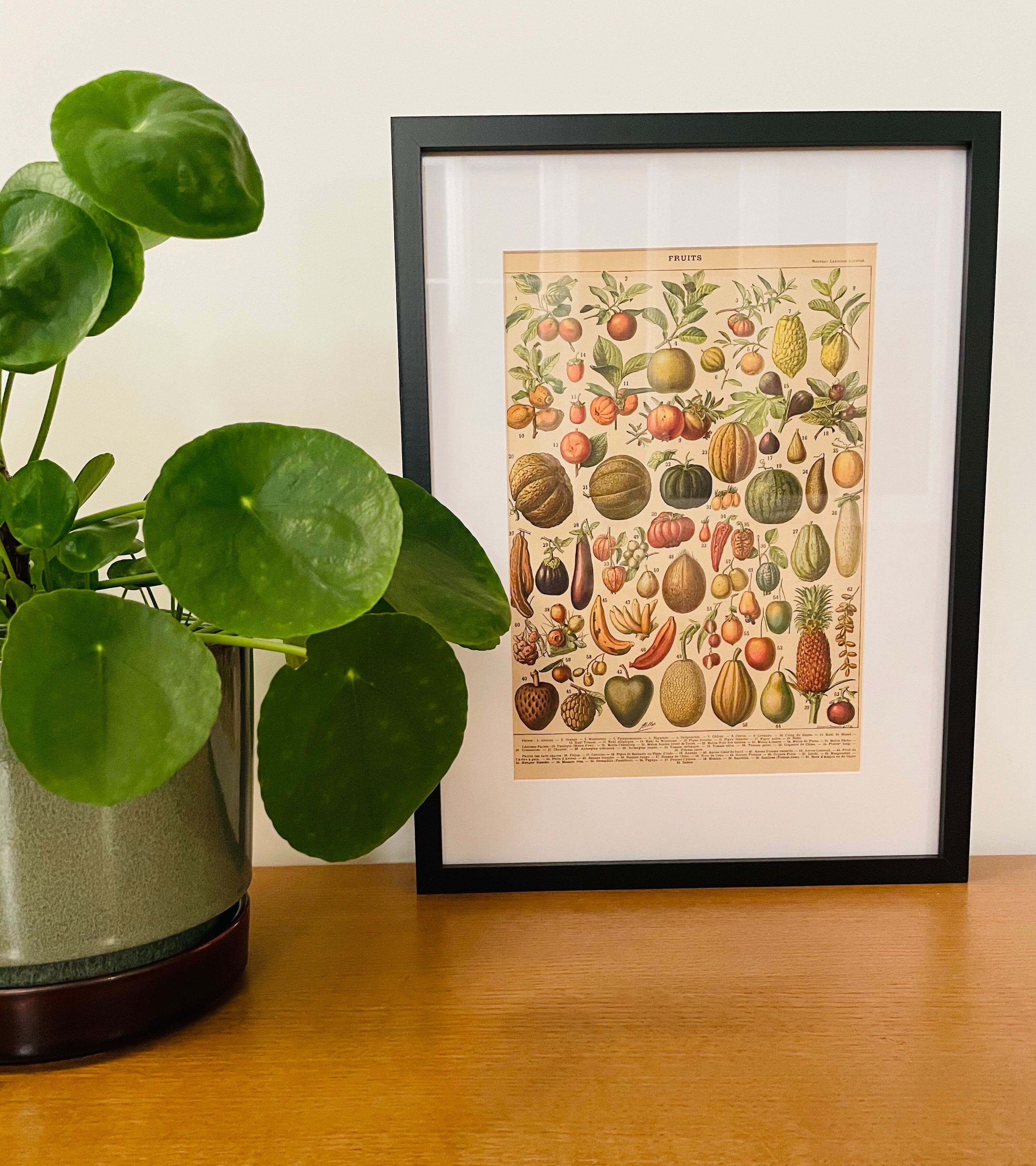 Lithograph engraving fruits 1897 (2)