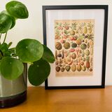 Lithographie gravure fruits 1897 (2)
