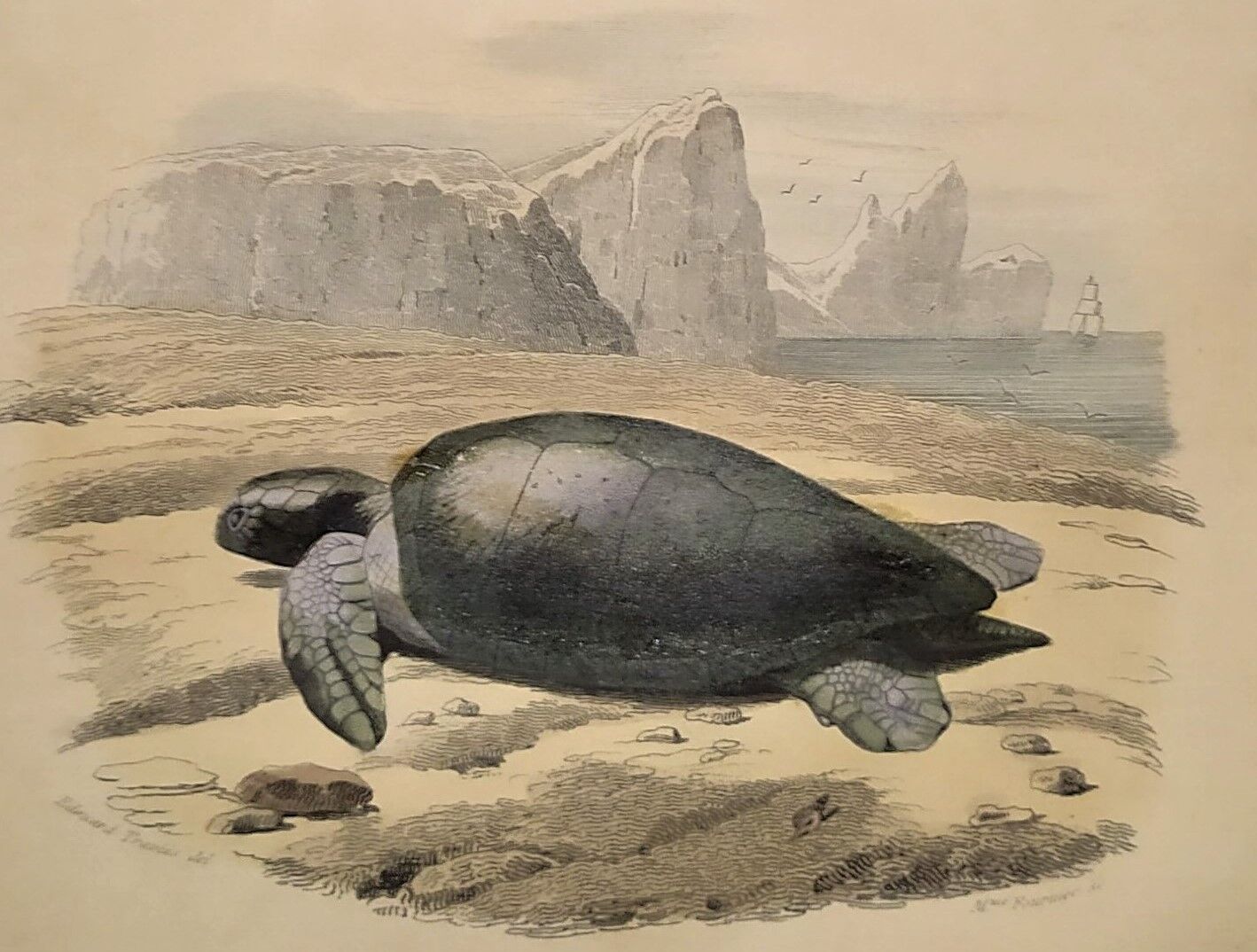 Original zoological plate of 1839 " geometric turtle"