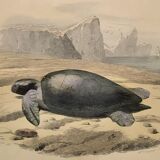 Original zoological plate of 1839 " geometric turtle"