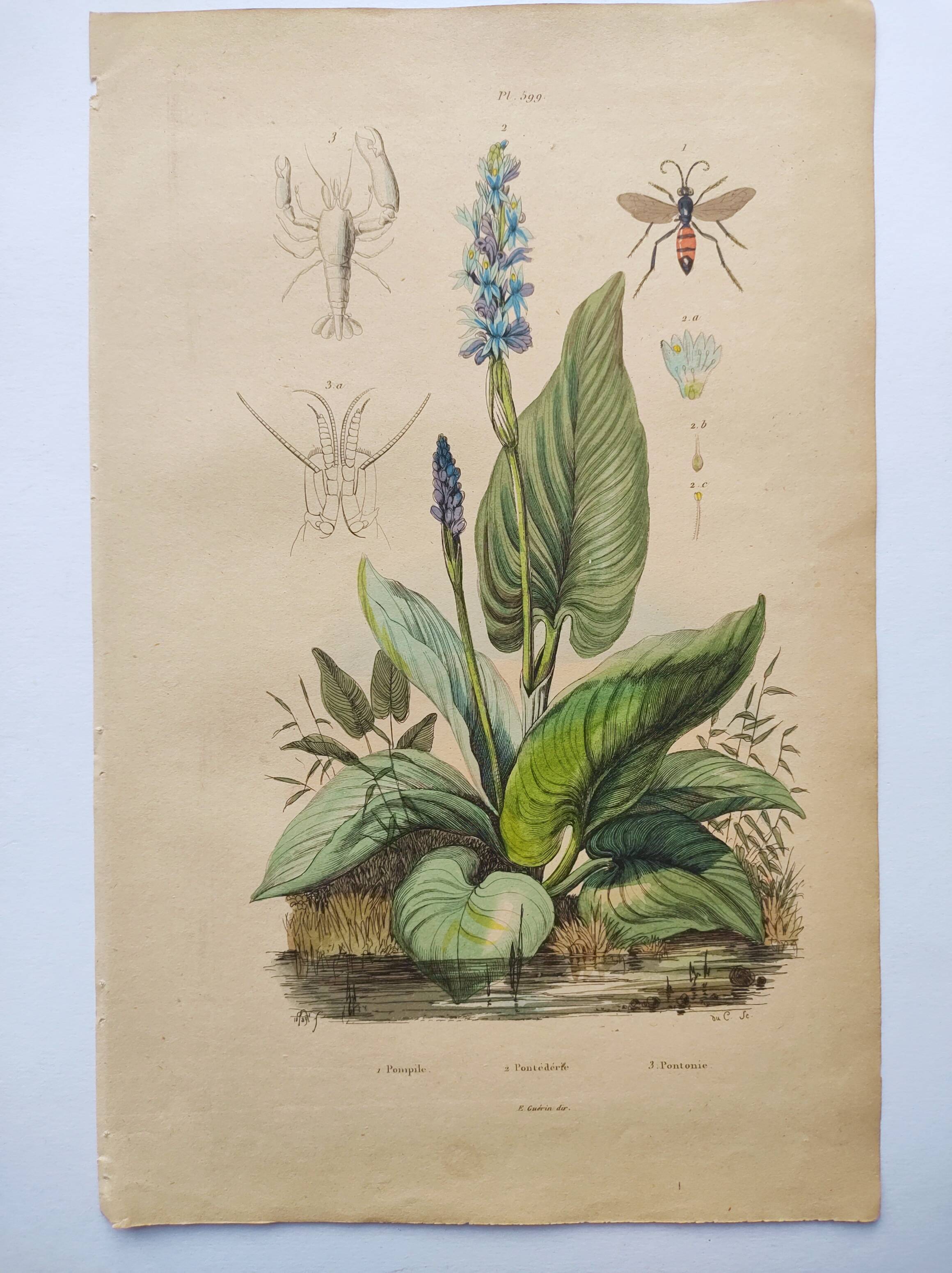 Botanical engraving from 1839 - Pontedera - Old hand-colored plate.