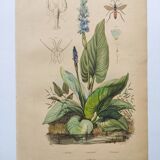 Gravure botaniquede 1839 -Pontédérie- Planche ancienne coloriée à la main .