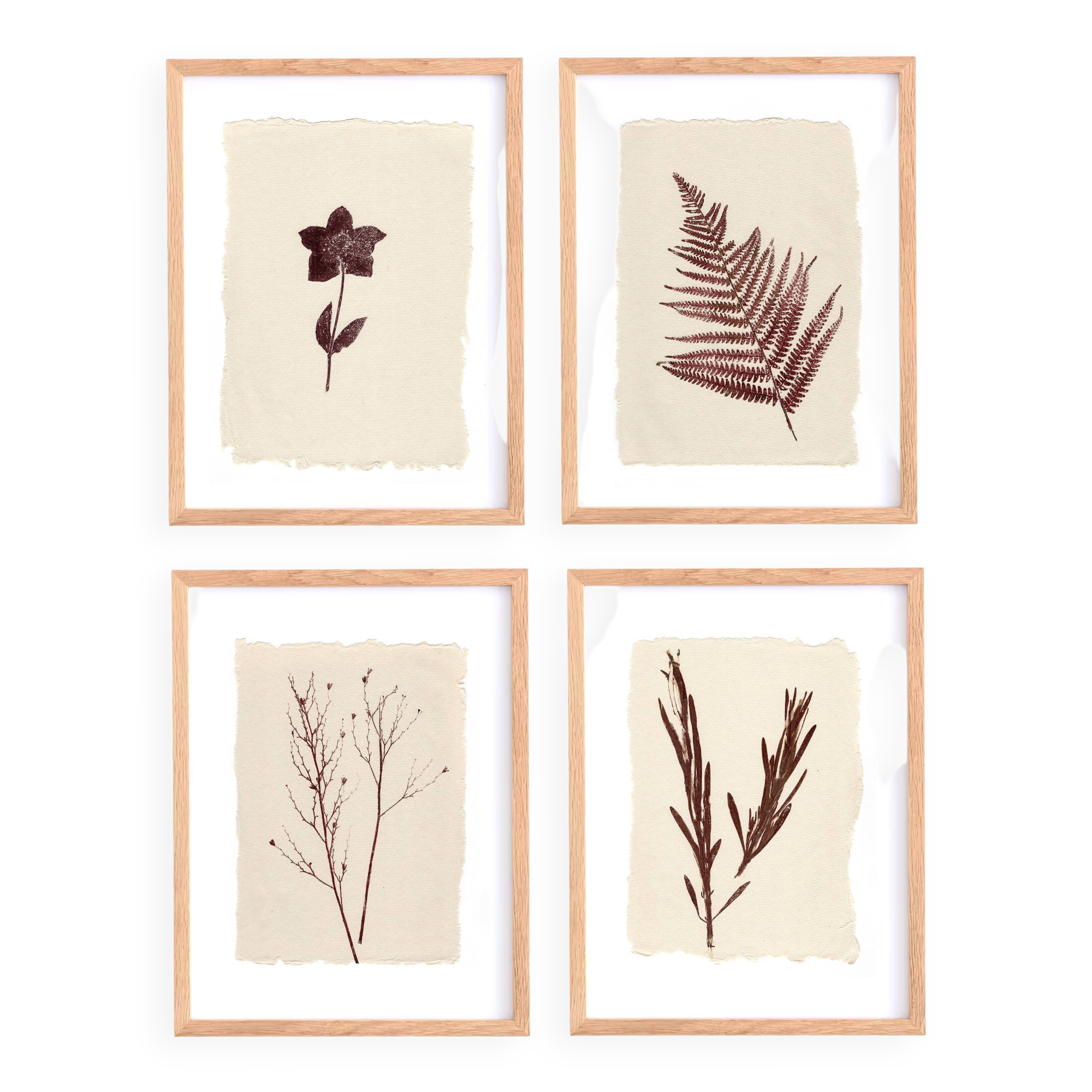 Collection of 4 herbarium paper paintings signed Eawy.