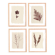 Collection of 4 herbarium paper paintings signed Eawy.