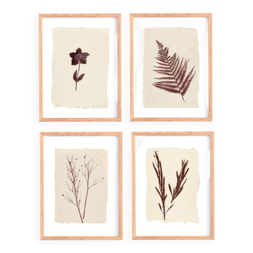 Collection de 4 peintures sur papier herbier signées Eawy
