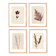 Collection of 4 herbarium paper paintings signed Eawy.