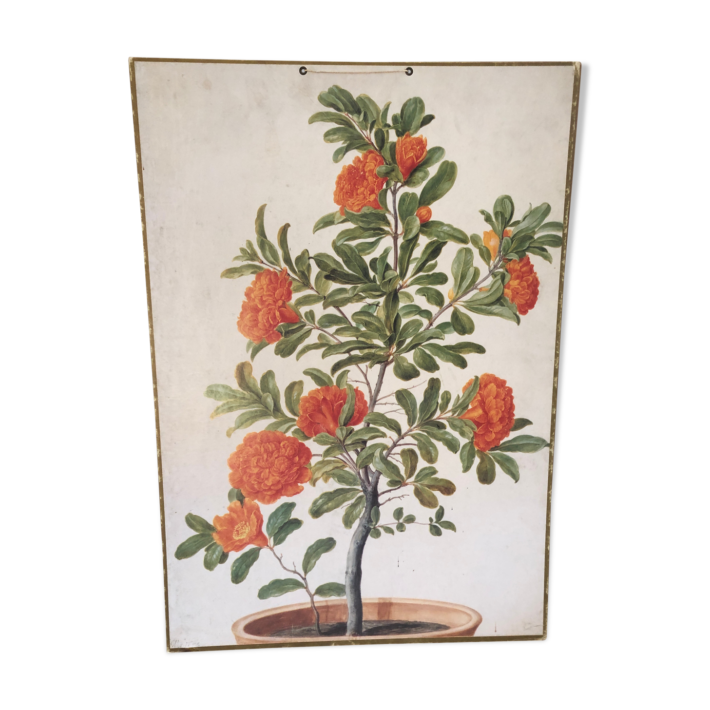 Old botanical board bernard carant paris vintage flowers