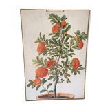 Old botanical board bernard carant paris vintage flowers