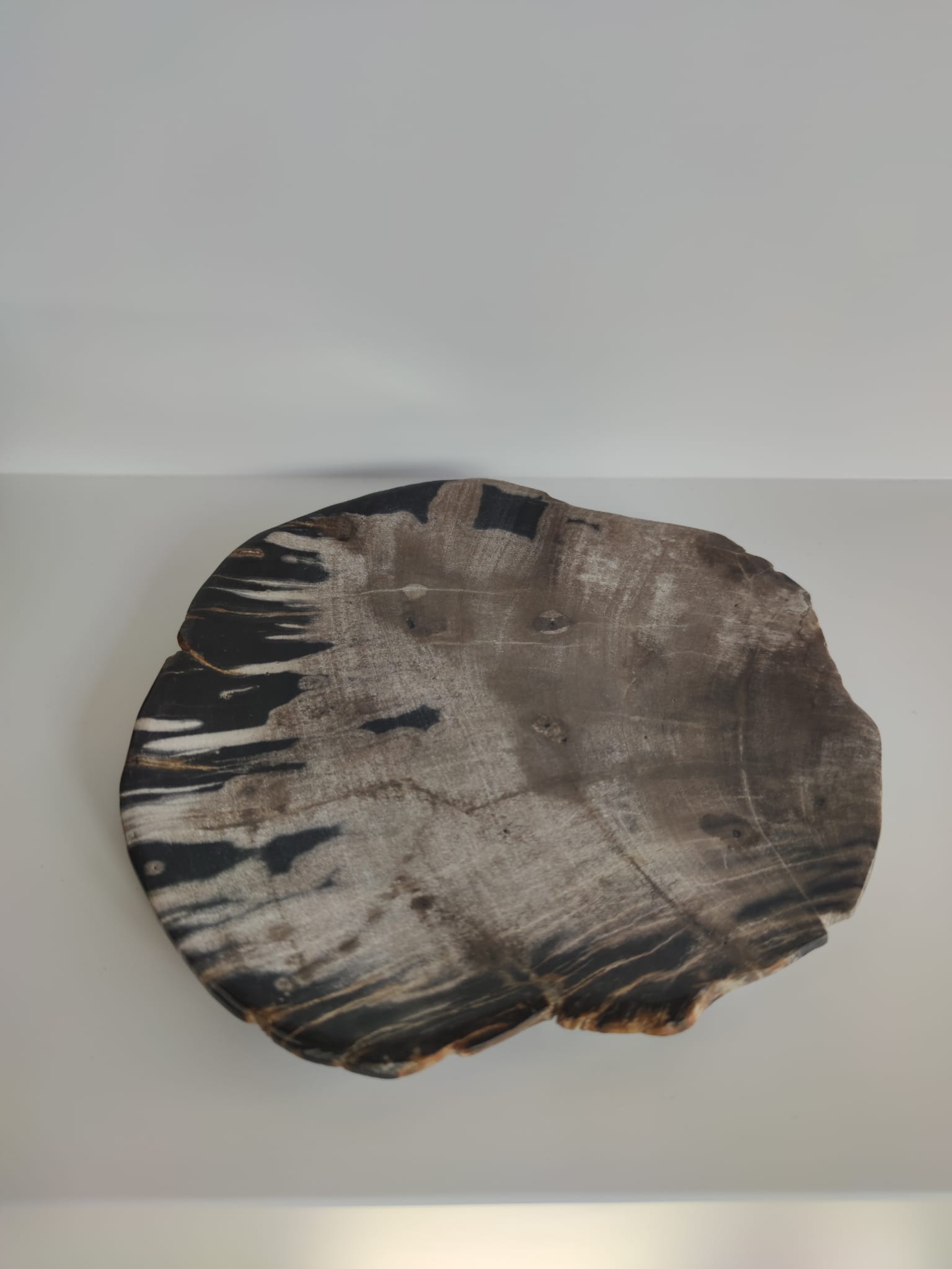 Large empty pocket or flat petrified wood - 24,5cm