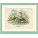Planches d'histoire naturelle : Des rats noirs  et des souris des bois, par Richard Lydekker