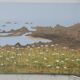 Old painting Oil on canvas landscape Island of Ouessant vintage