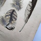 Antique engraving from 1839 - Feathers - Vintage hand-colored zoological plate