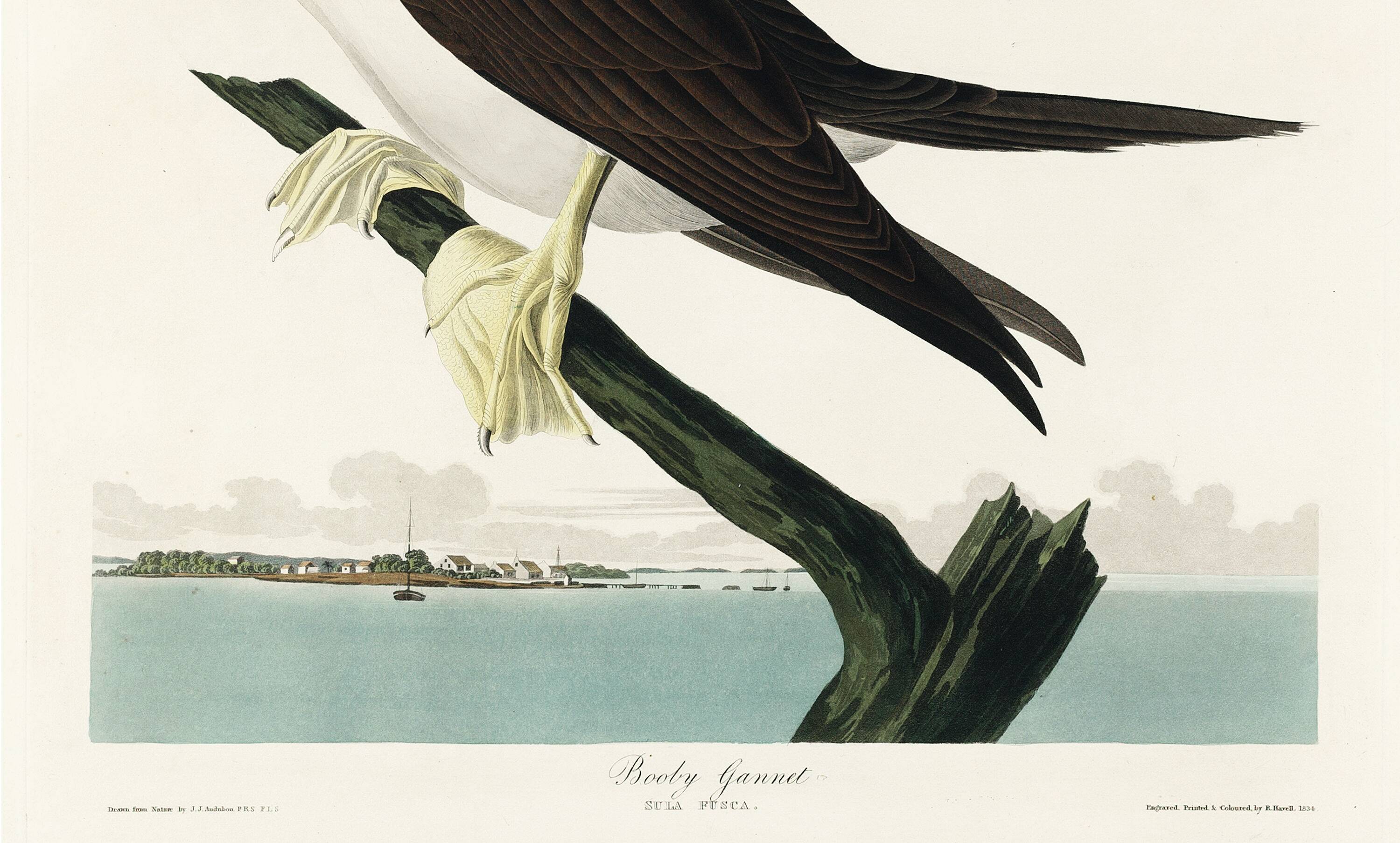 Poster about the Brown Fool, based on an old engraving from 1827.