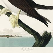 Poster about the Brown Fool, based on an old engraving from 1827.