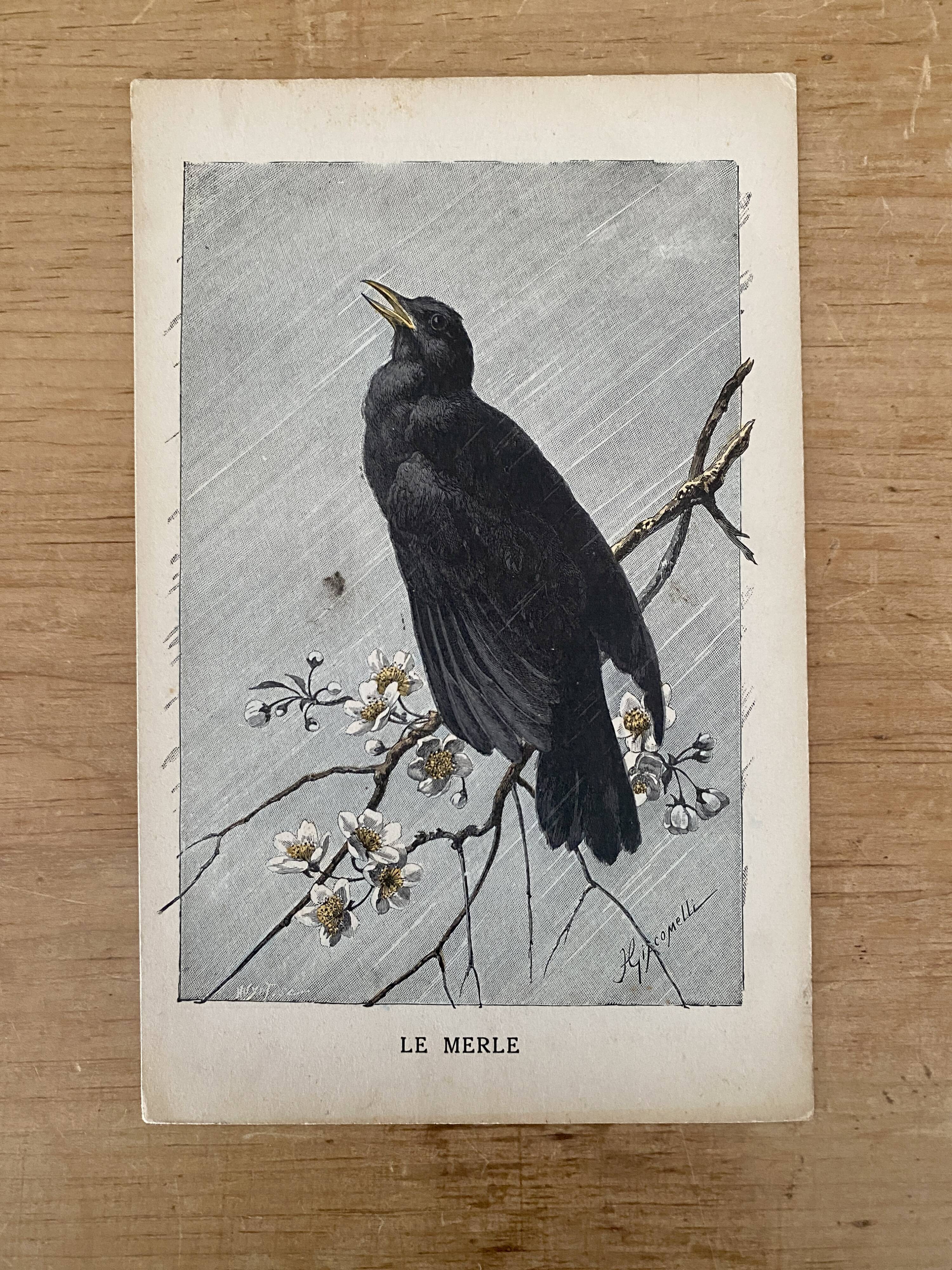 Old engraving of a bird - giacomelli and huyot - le merle -