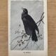 Old engraving of a bird - giacomelli and huyot - le merle -
