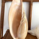 Volute shell from Senegal, 70s-80s