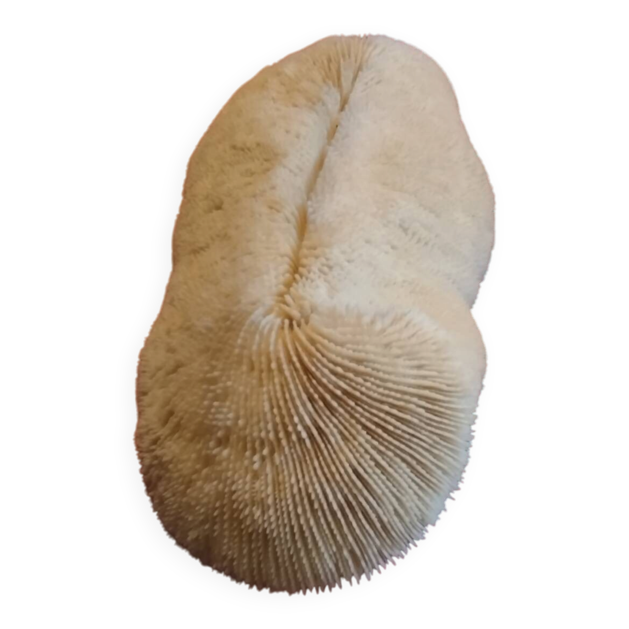 White coral fungia