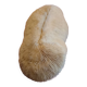 White coral fungia