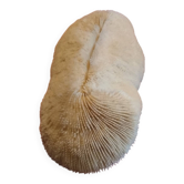 White coral fungia