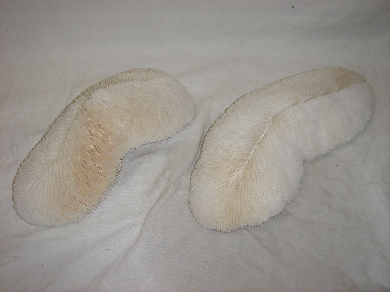 Mushroom coral fungia