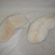 Mushroom coral fungia