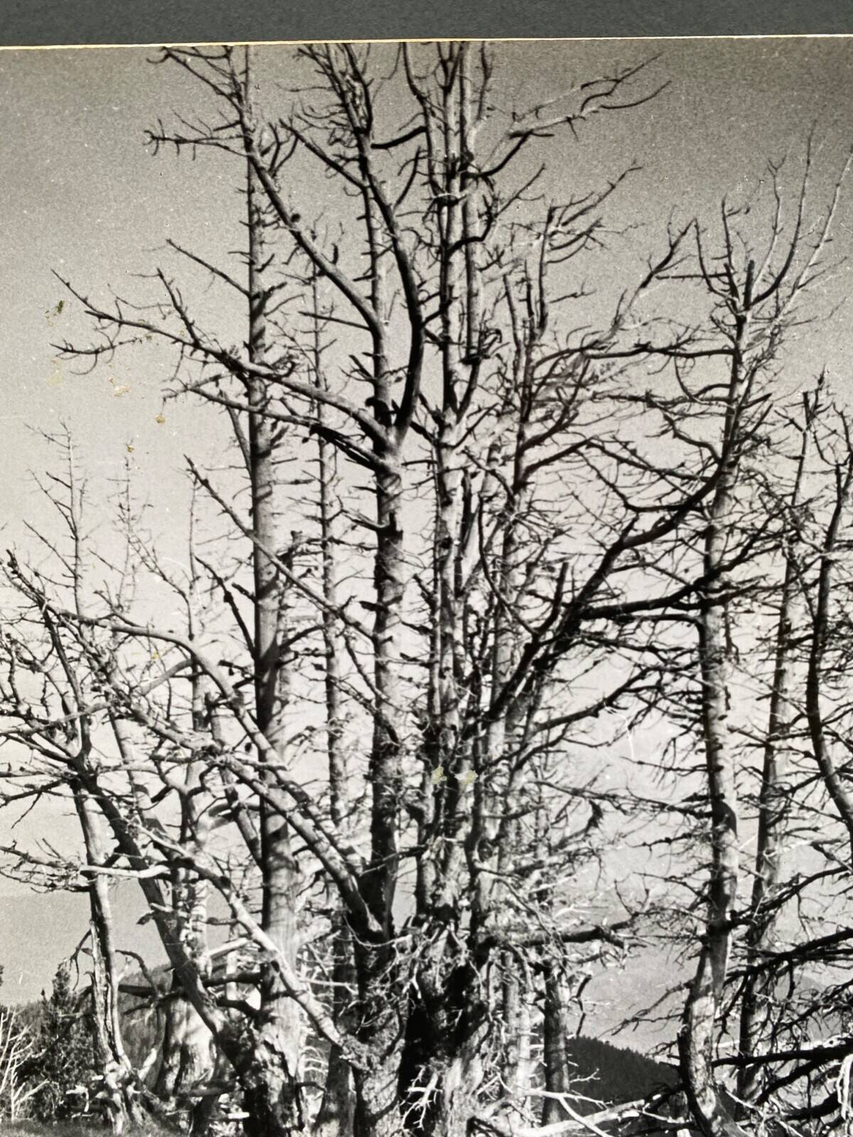 Analog photography by Bernard Darot, Skeletons Club of Nantes