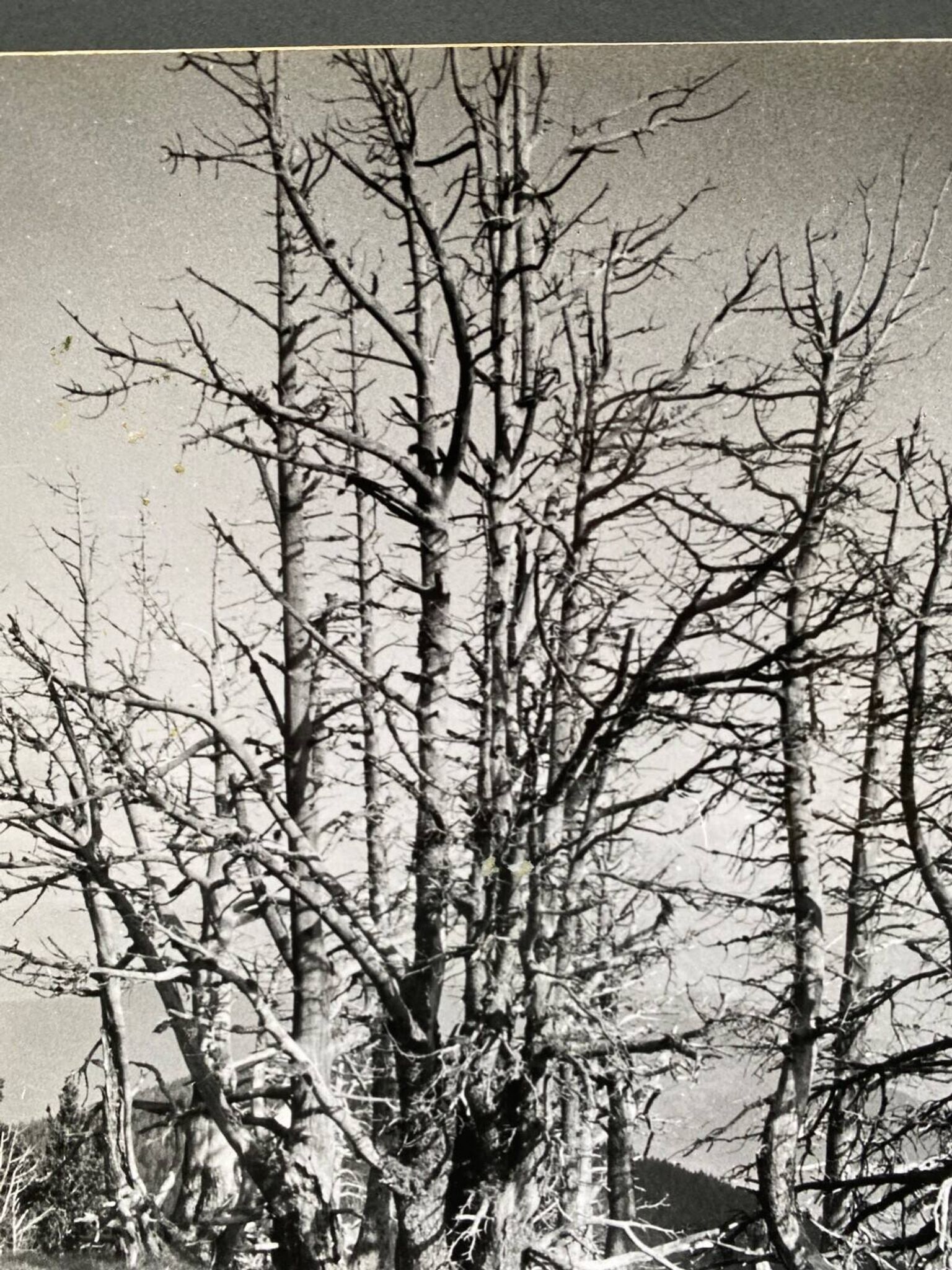 Analog photography by Bernard Darot, Skeletons Club of Nantes