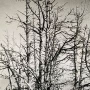 Analog photography by Bernard Darot, Skeletons Club of Nantes