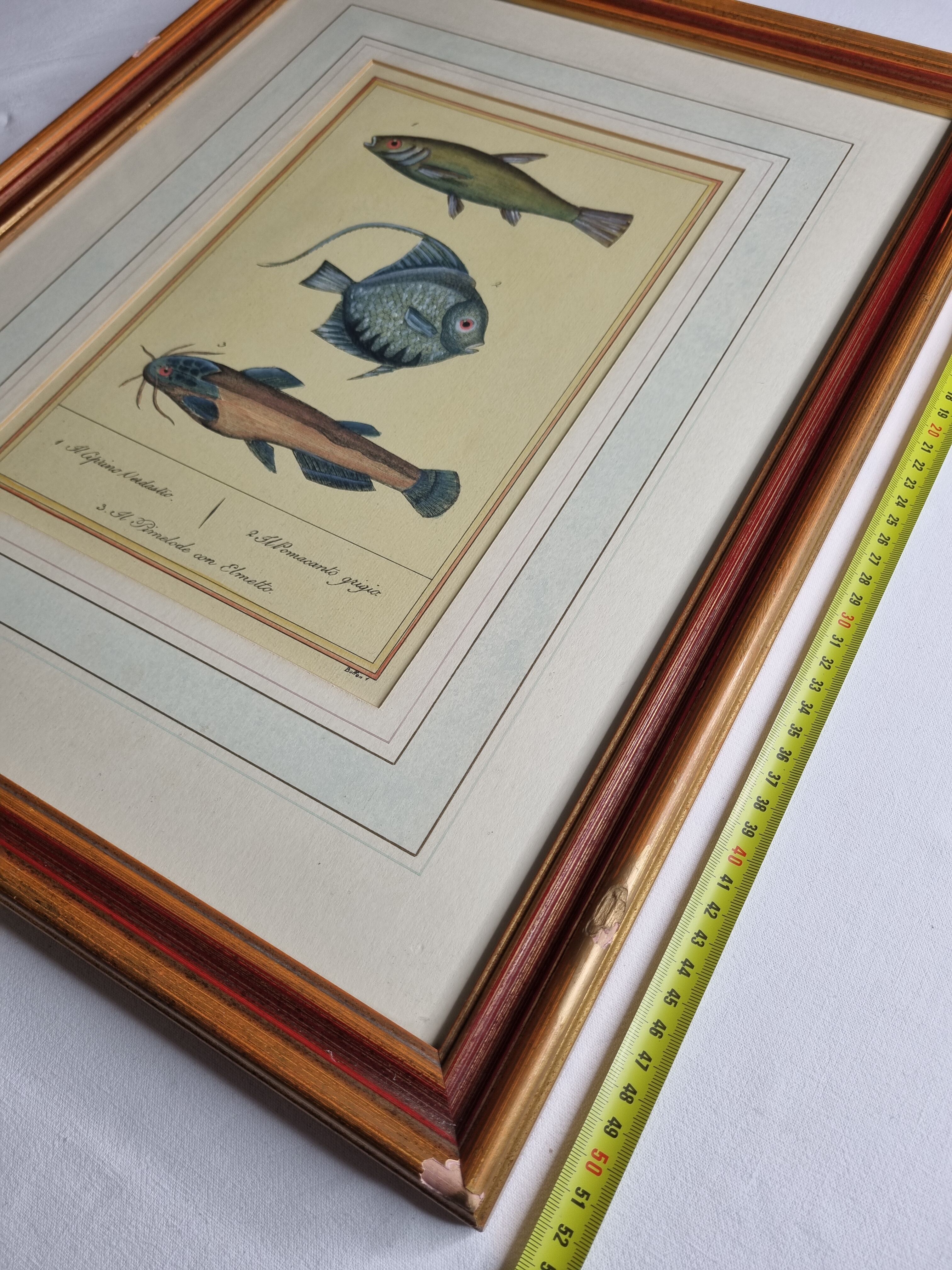 Ichthyological plate after Buffon, nineteenth century, framed