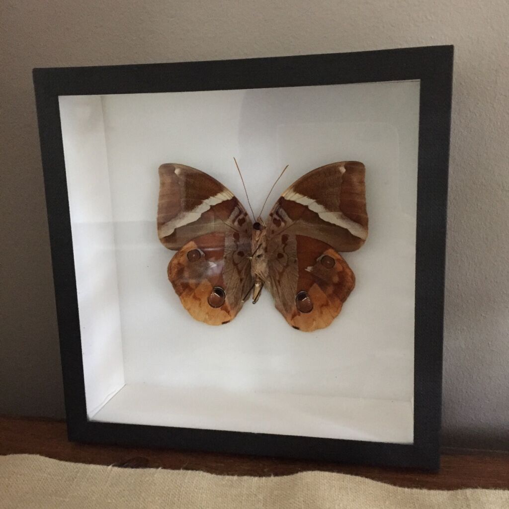 Brown Butterfly framed Deyrolle curiosity cabinet