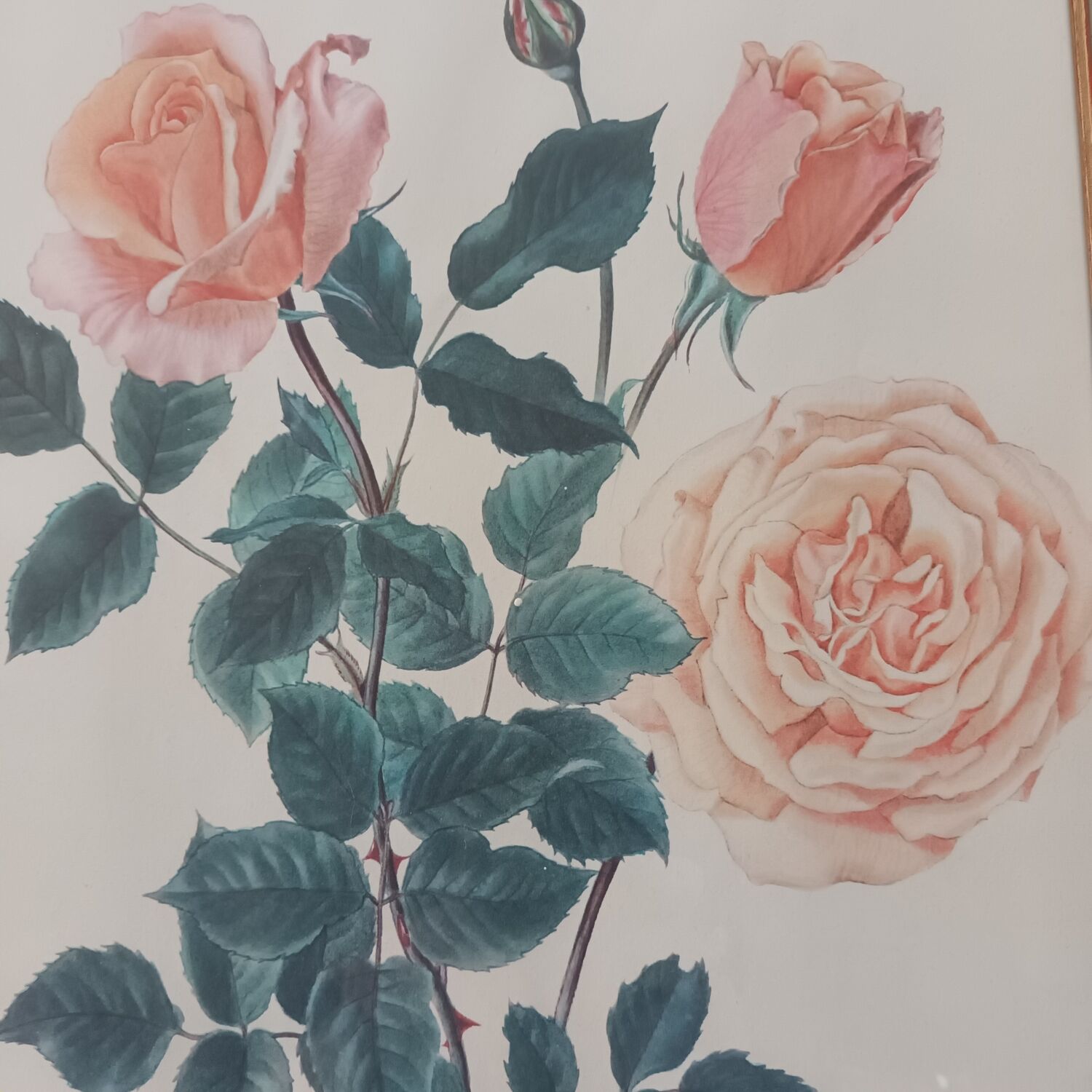 Gravure rose