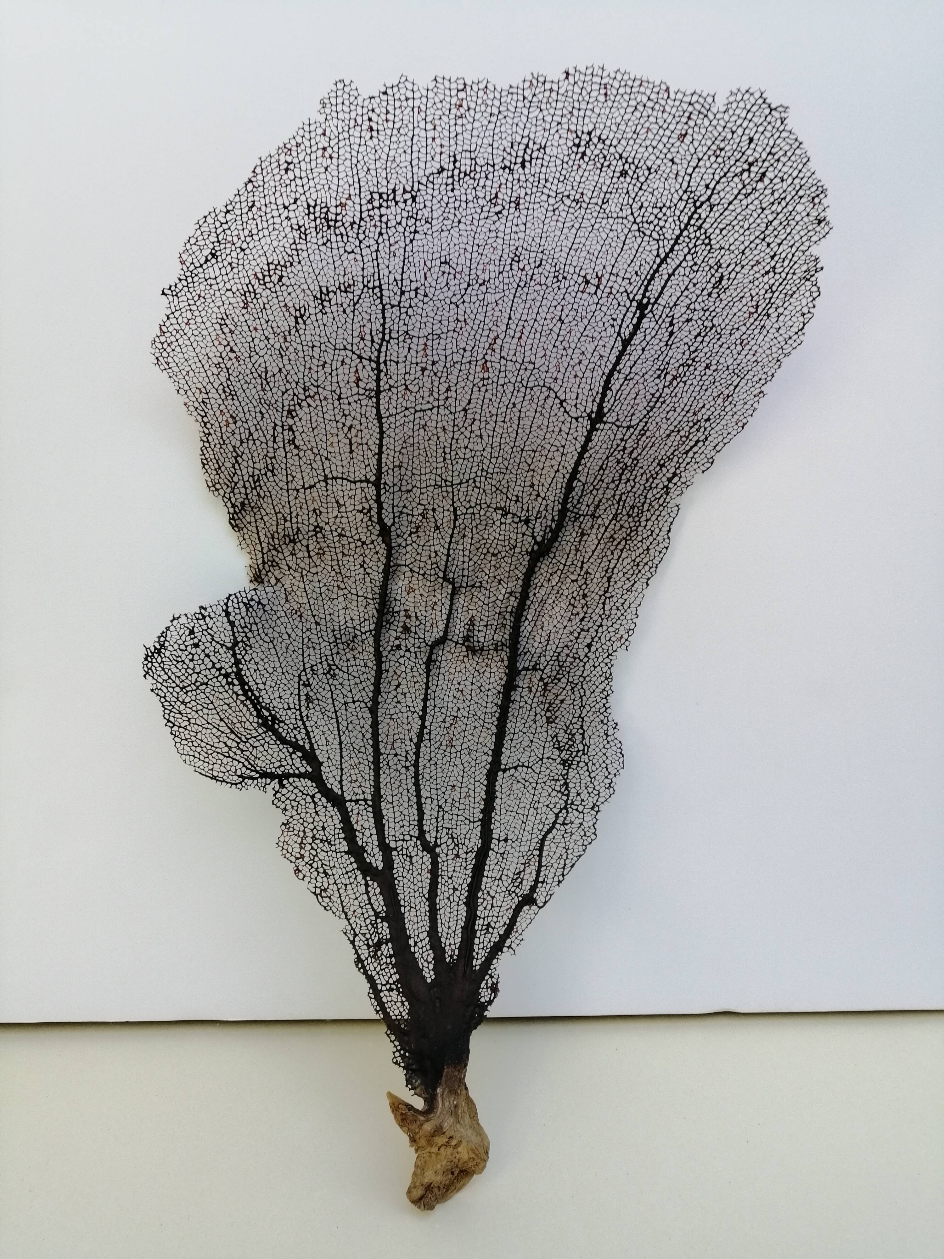 Ancient gorgon coral