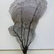 Corail gorgone ancien