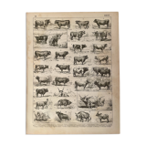Lithograph on beef - 1900