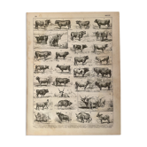 Lithograph on beef - 1900