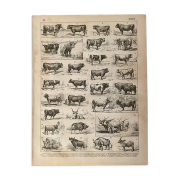 Lithographie sur le boeuf - 1900