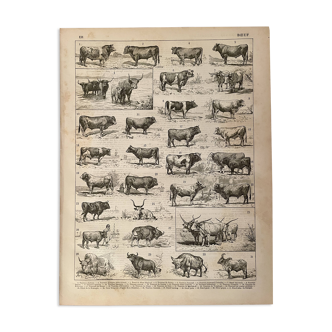 Lithograph on beef - 1900