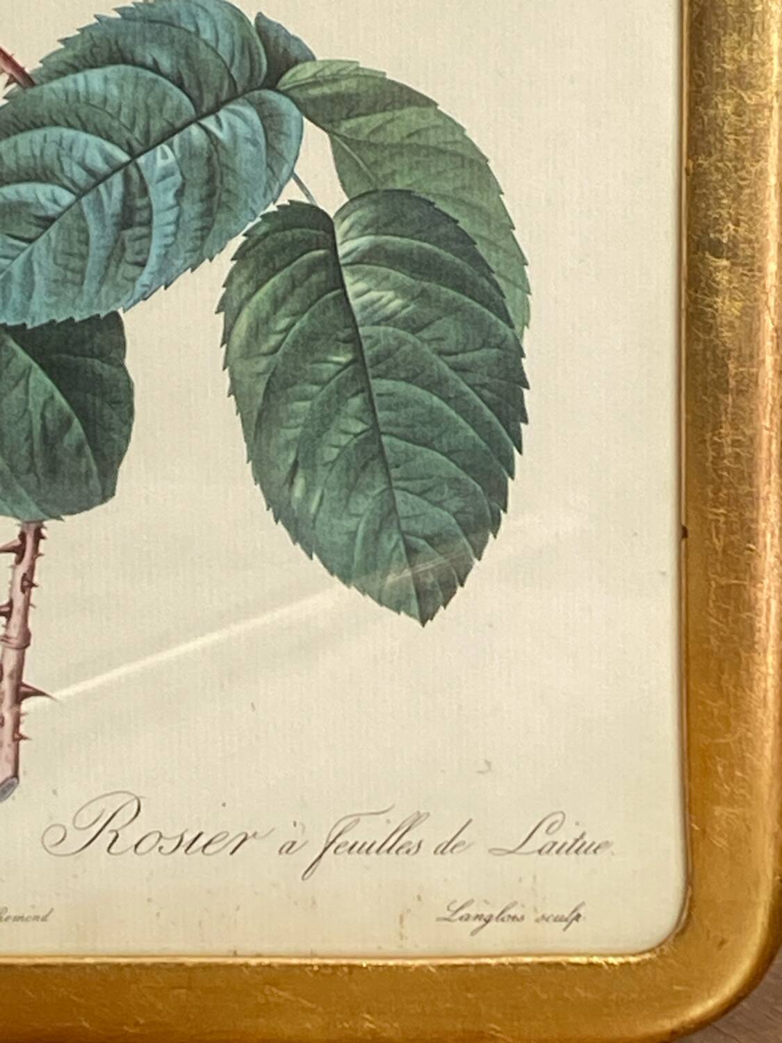 Botanical poster, Rosa Centifolia, after PJ Redouté