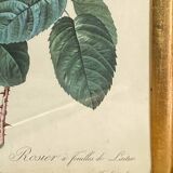 Botanical poster, Rosa Centifolia, after PJ Redouté
