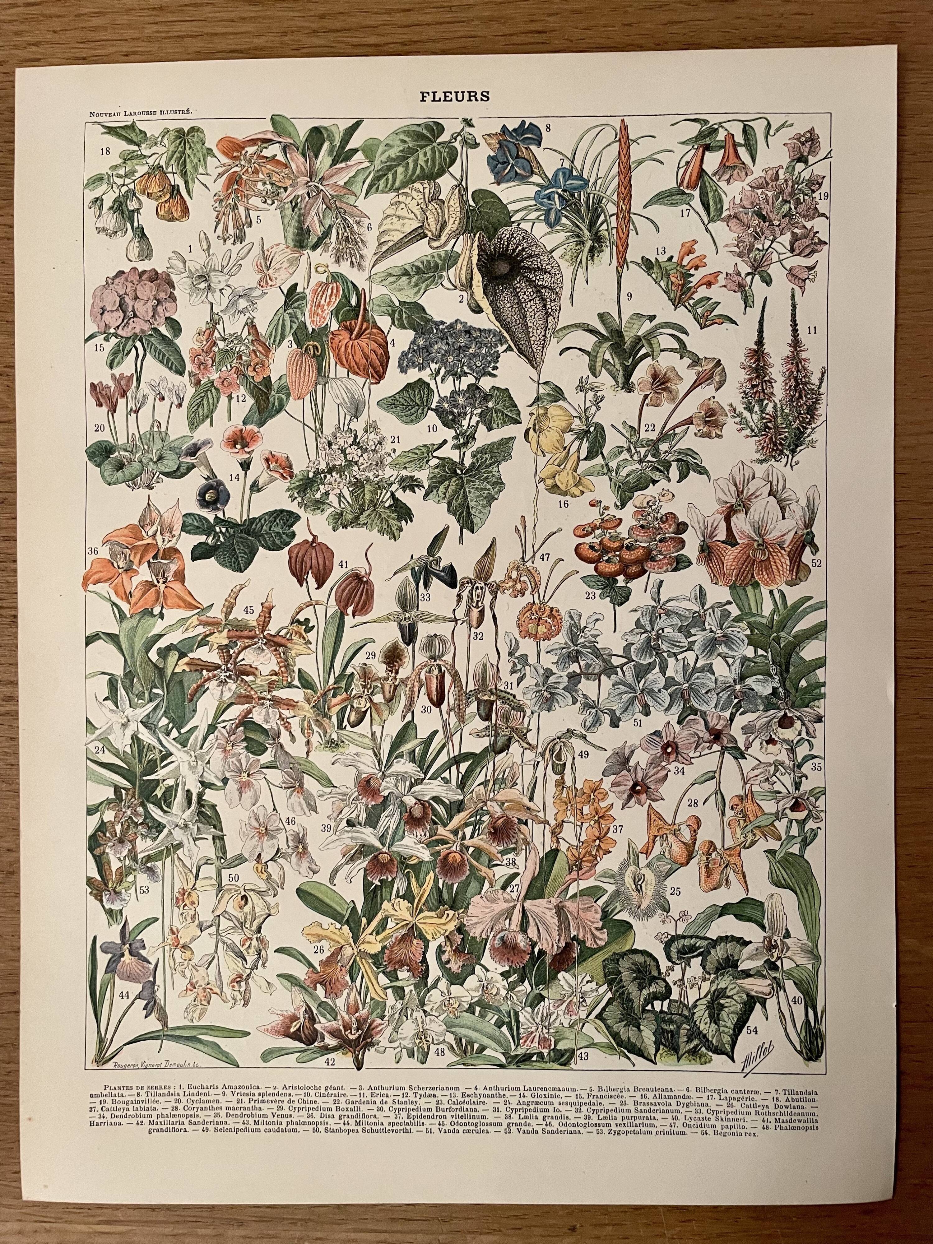 Lithograph engraving on flowers (catalpa) - 1900