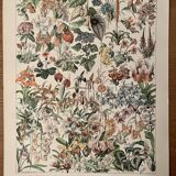 Lithograph engraving on flowers (catalpa) - 1900