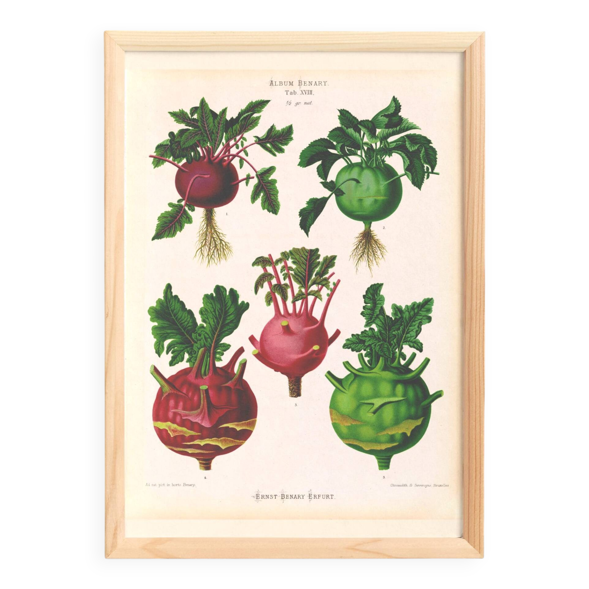 Poster about kohlrabi, based on an old engraving from 1886.