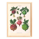 Poster about kohlrabi, based on an old engraving from 1886.