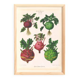 Poster about kohlrabi, based on an old engraving from 1886.