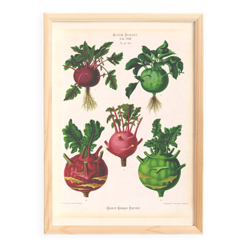 Affiche sur le chou-rave, d'après une gravure ancienne de 1886.