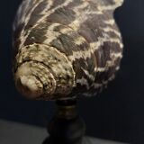 Cabinet of Curiosities shell tectus niloticus on base