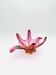 Murano Cup - Sommerso - Orange & Rose