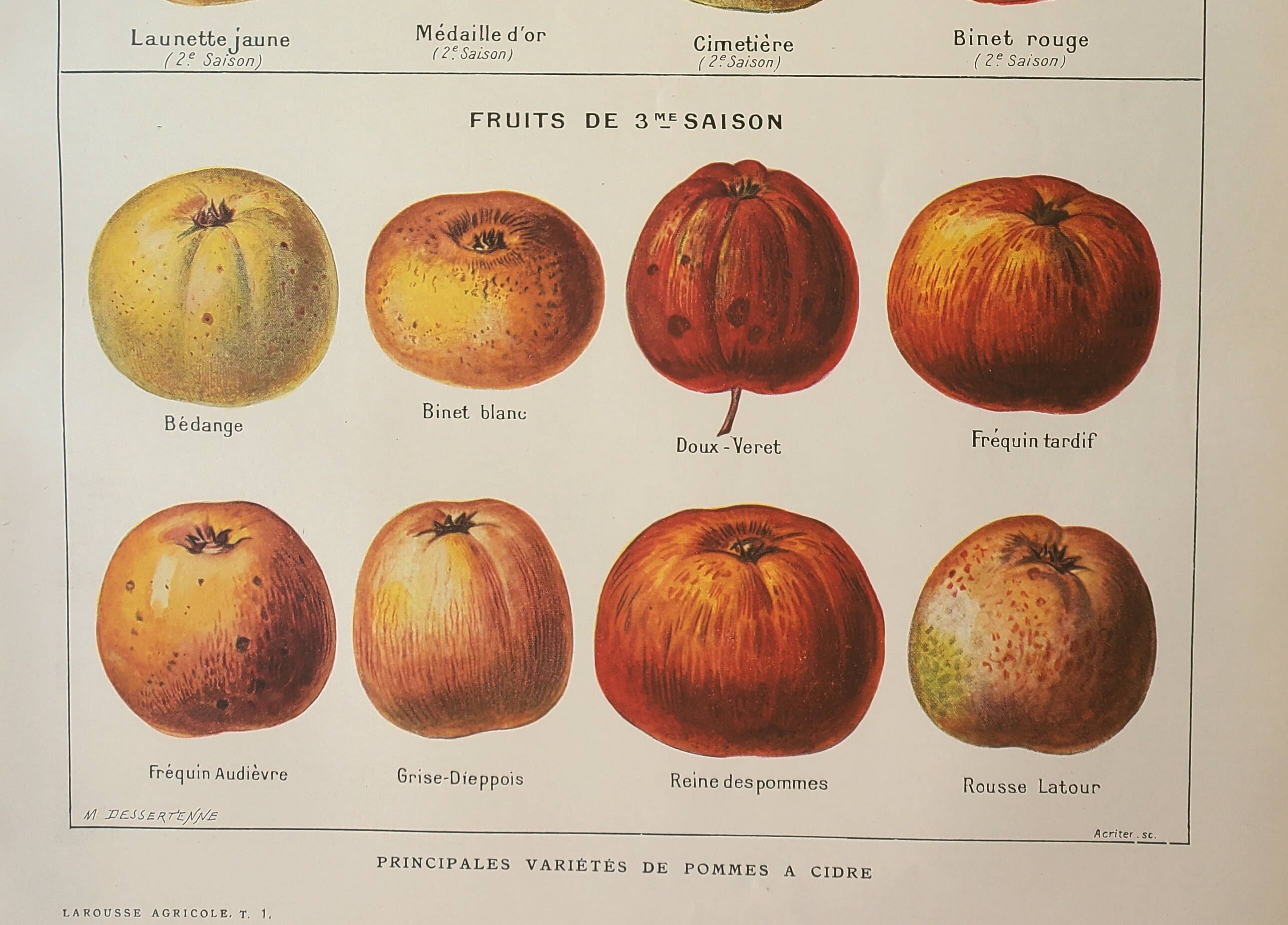 Old lithograph 1923, Cider apple, variety, fruit • Engraving, original illustration