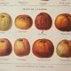 Old lithograph 1923, Cider apple, variety, fruit • Engraving, original illustration